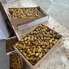 تمر متبل للبيع