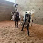 عنز متبع متاومه