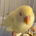 روز اصفر للبيع