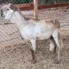 فحل سواكن درماني