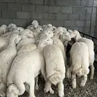 طليان ذبايح