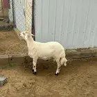 خروف فحل للبيع السن جذع