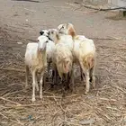 رخيل تربيه بلدي