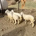 طليان ورخال حريه