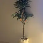 شجرة للبيع
