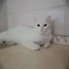 قطه شيرازي للتبني