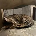 قطه للتزاوج فالدمام