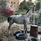 فرس شعبيه لقاح تحتها مهر