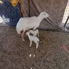 تم البيع تم البيع تم البيع تم البيع