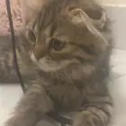 قطه سكوتش انثى ب600 عمر3شهور
