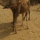 قعدان للبيع العدد 10