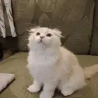 قط شيرازي ذكر