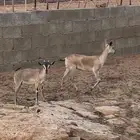 هجين وعل