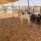 عنز ثنيه متبع