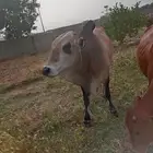 ثور للبيع
