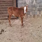حسيل لباني