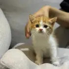 قط شيرازي