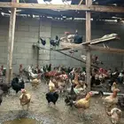 دجاج بلدي للبيع.