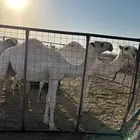 قعدان اثنين مفاريد الي يبي يفحل و البيع سمح