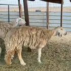 رخله صنف حايل