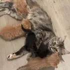 قط مع صغاره للتبني