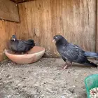 طبه صنعاني زرق اخوان وابطال