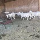 رخال صنف