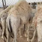 للبيع قعدان