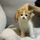 قطط شيرازي للبيع