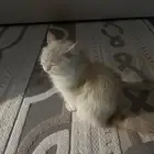 قطط بسس ام 4 اطفال