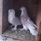 زوجين وانثئ للبيع