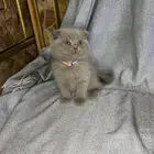 سكوتش فولد ليلاك