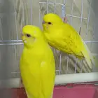 بادجي هولندي