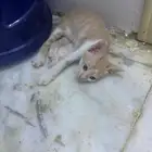 قطط