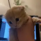 قط كيتن صغير للبيع