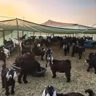 تيوس وحريات وعوارض عالية الجودة بفحوصها البيطرية