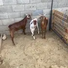 تيوس ذبايح طيبه ومقفله شحم