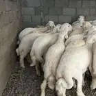 طليان حري
