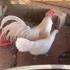 جوز دجاج فونيكس