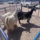 الطائف