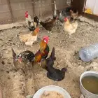 دجاج اناثي للبيع