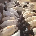 برابر صومالية مرابي شهرين في تبوك
