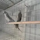 زوج كروان للبيع