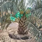 نخل نبتة سالم مجدول جثايث