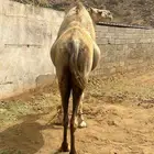 ناقة لقحه للبيع الحجرة