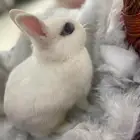 أرنب قزم هوتوت (Dwarf Hotot) نادر جد ا - نذرلاند
