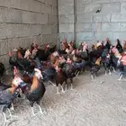 فروخ ديوك عربي