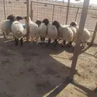 ذبايح نعيم