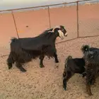 تيس عارضي صنف