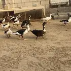 بط بلدي